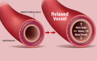 Nitric oxide and blood flow